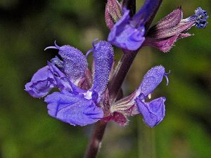 Salvia_amplexicaulis