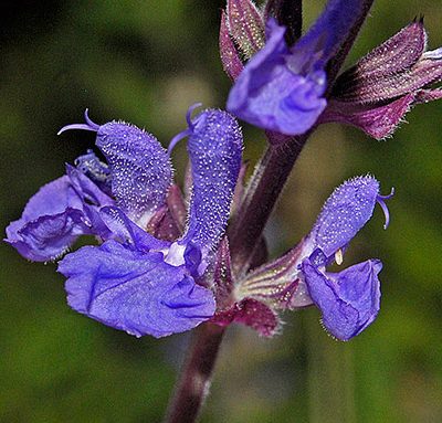 Salvia_amplexicaulis
