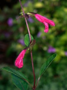 Salvia_buchananii