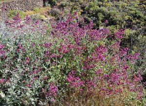 Salvia_canariensis