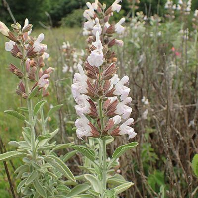 Salvia_fruticosa