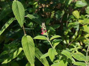 Salvia_haenkei