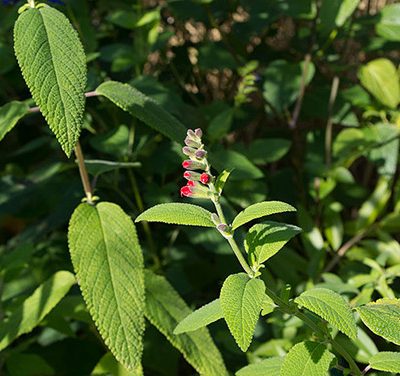 Salvia_haenkei