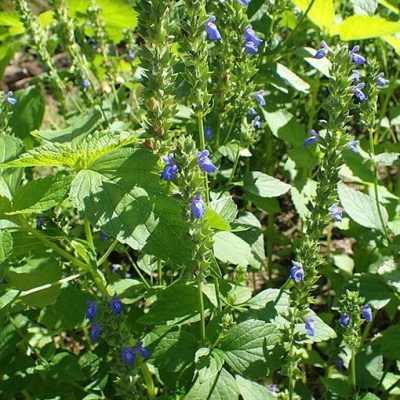 Salvia_hispanica_Bio