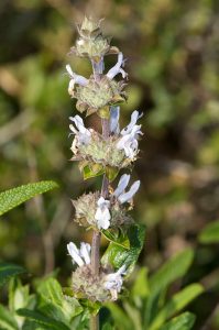 Salvia_mellifera