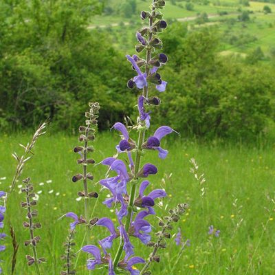 Salvia_pratensis