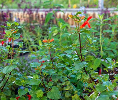 Salvia_regla