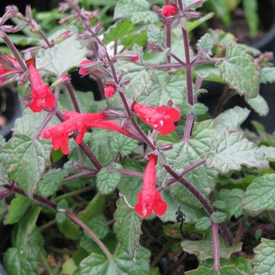 Salvia_roemeriana