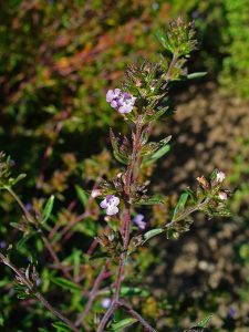 Satureja_hortensis_002