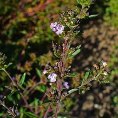 Satureja_hortensis_002