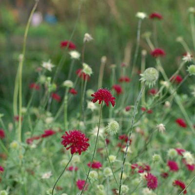 Scabiosa_atropurpurea