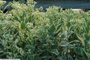 Sedum_erythrostictum_Frosty_Morn