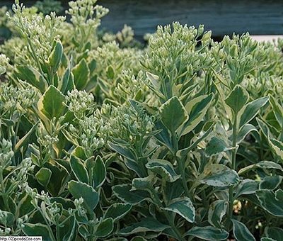 Sedum_erythrostictum_Frosty_Morn