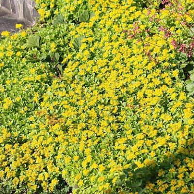 Sedum_kamtschaticum