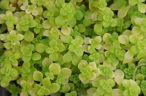 Sedum_makinoi_Ogon