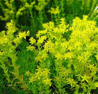 Sedum_mexicanum_2
