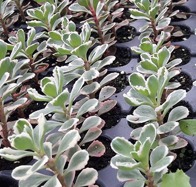 Sedum_spurium_tricolor