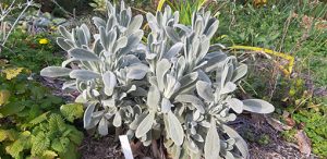 Sideritis_cypria_massif