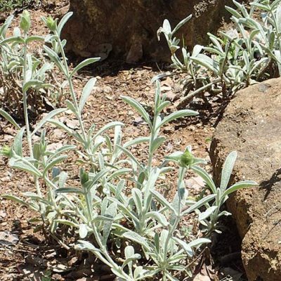 Sideritis_syriaca