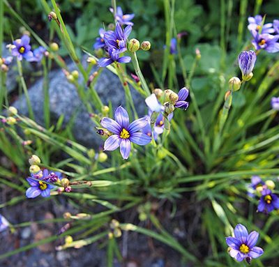 Sisyrinchium_angustifolium