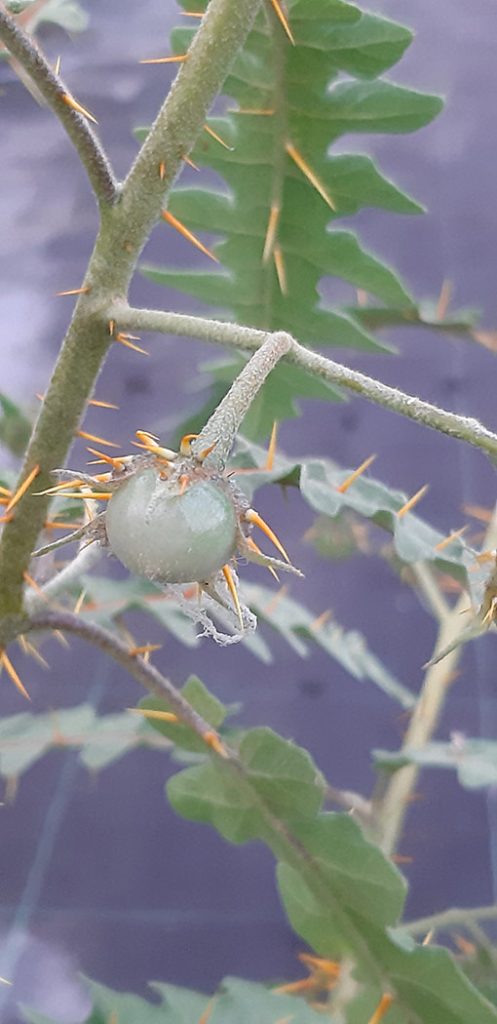 Solanum_pyracantha