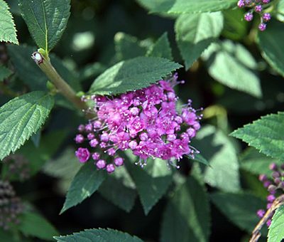 Spiraea_japonica_Little_Princess
