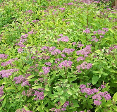 Spirea_x_bumalda_goldflame