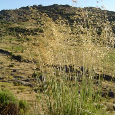 Stipa_gigantea