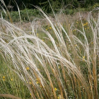 Stipa_pennata