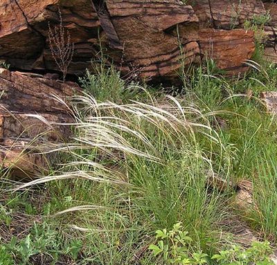 Stipa_pulcherrima