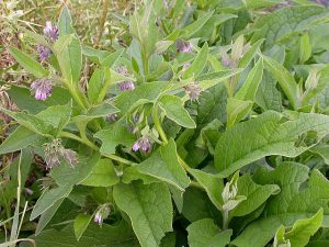 Symphytum_Officinale