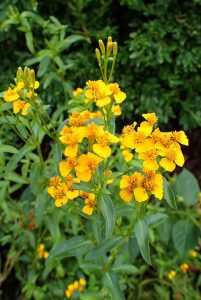 Tagetes_lucida