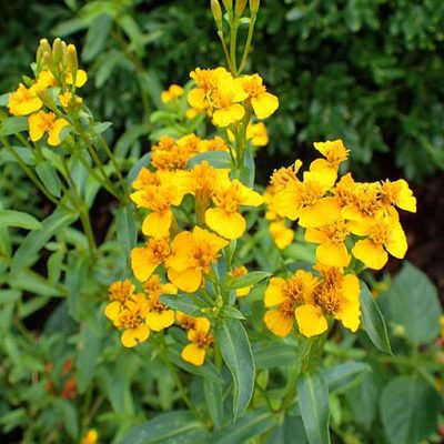 Tagetes_lucida