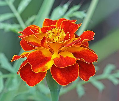 Tagetes_patula