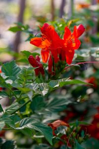 Tecoma_capensis_fleur