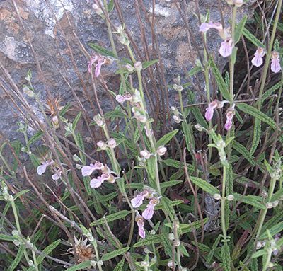 Teucrium_asiaticum