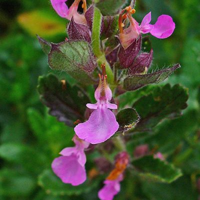 Teucrium_chamaedrys