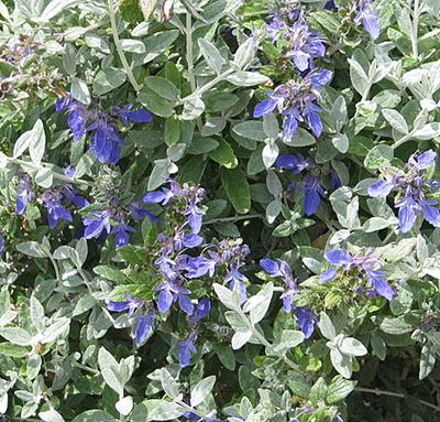 Teucrium_fruticans_azureum