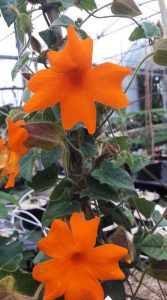 Thunbergia_gibsonii
