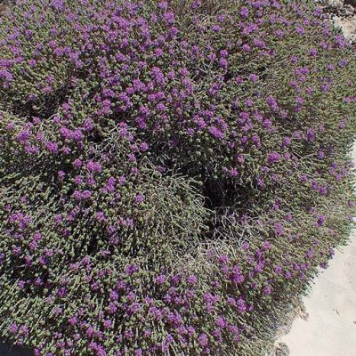 Thymus_Capitatus
