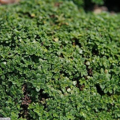 Thymus_Elfin