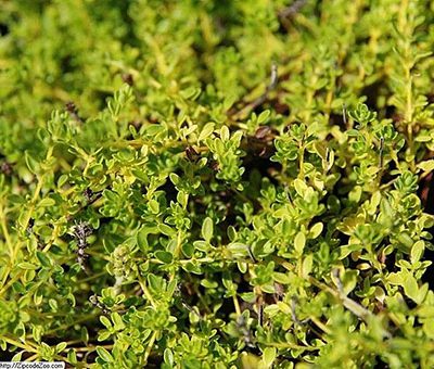Thymus_praecox_Albiflorus