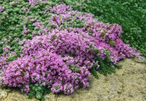 Plante alternative au gazon