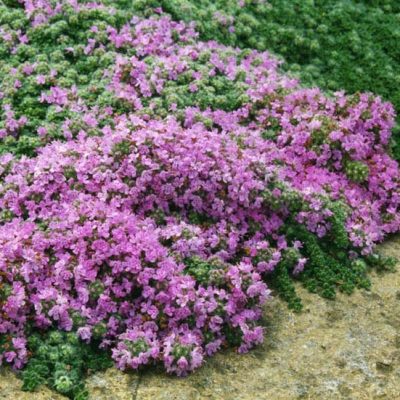 Plante alternative au gazon