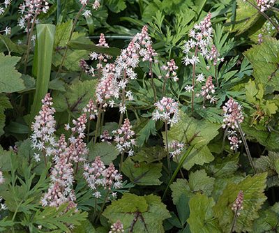 Tiarella_wherryi
