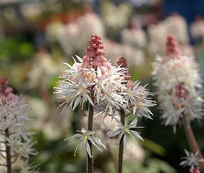 Tiarella_x_Spring_Symphony