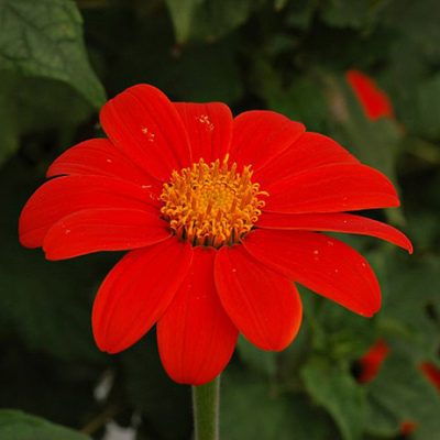 Tithonia