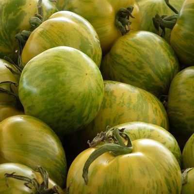 Tomate_Green_Zebra