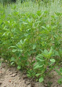 Trigonella_foenum-graecum_Fenugrec_Bio