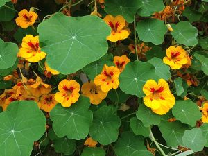 Tropaeolum_majus